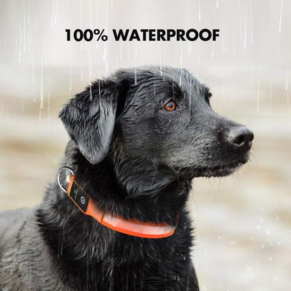 MASBRILL Light Up Dog Collar, LED Dog Collar Lights for the Dark, Rechargeable and Waterproof Flashing Dog Collars with 3 Glowing Modes, Adjustable Pet Collar for Small/Medium/Large Dog(Orange M)