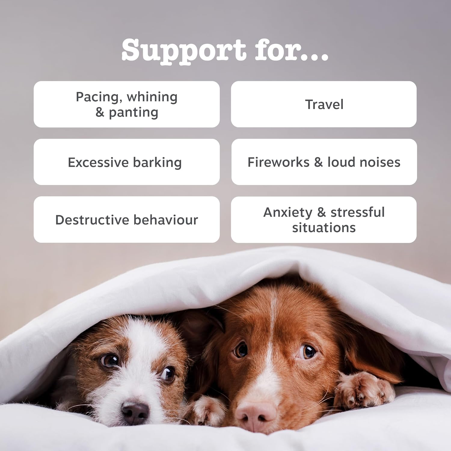 Zesty Paws Calming Treats for Dogs | Helps with Separation Anxiety, Stress & Hyperactivity, Supports Wellbeing & Relaxation | Contains Green Tea, Ashwagandha, L-Tryptophan | Daily Use | 90 Chews