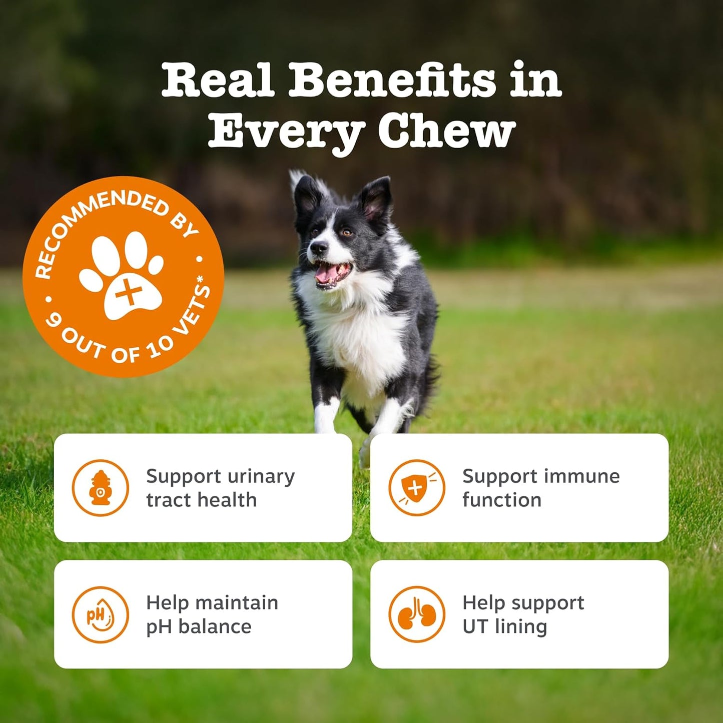 Zesty Paws Urinary Care Chews for Dogs | Supports Urinary Tract & Immune Function, Maintain pH Balance, Helps Incontinence | Contains Cranberry Powder, D-Mannose, Vitamins C| Turkey Flavour | 90 Chews