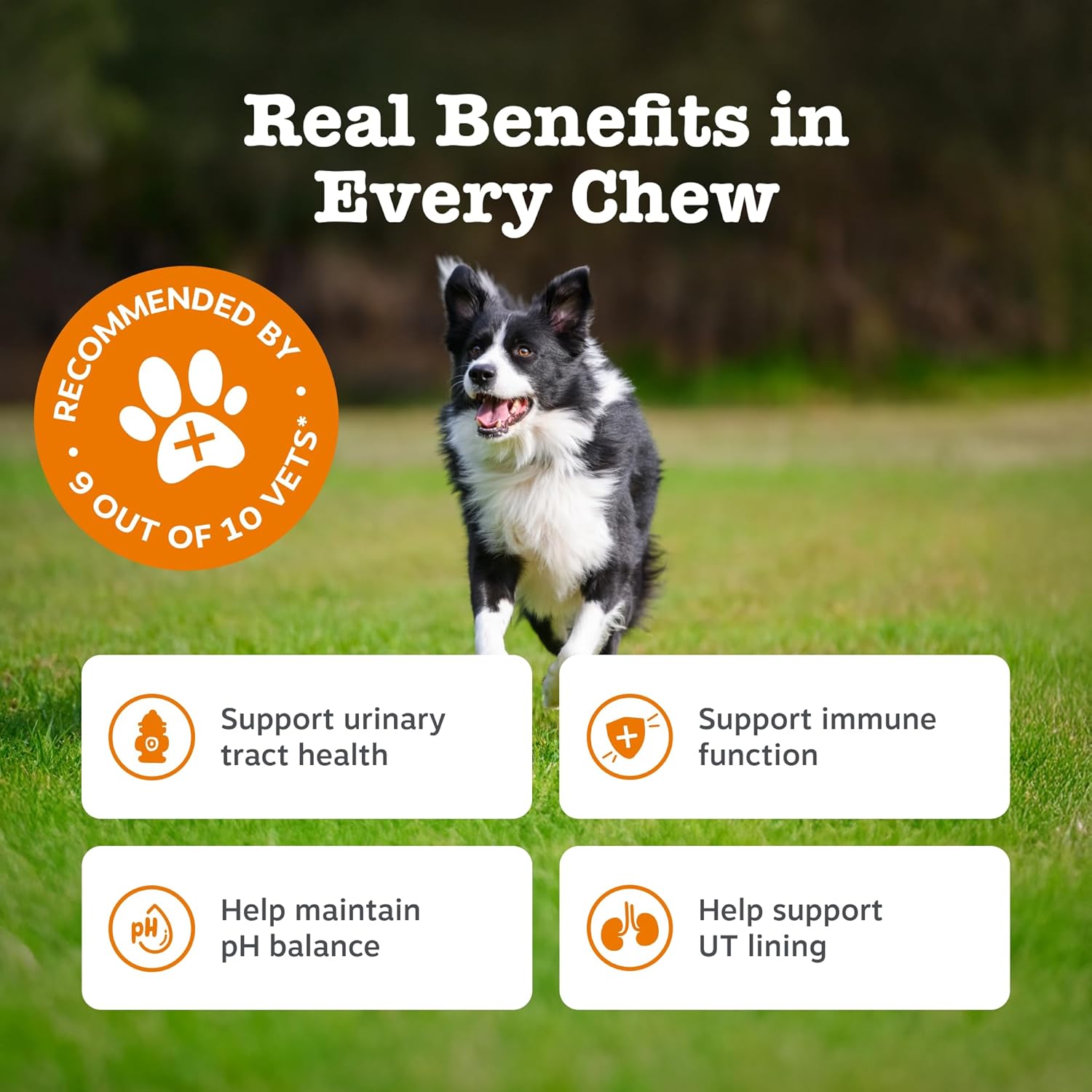 Zesty Paws Urinary Care Chews for Dogs | Supports Urinary Tract & Immune Function, Maintain pH Balance, Helps Incontinence | Contains Cranberry Powder, D-Mannose, Vitamins C| Turkey Flavour | 90 Chews