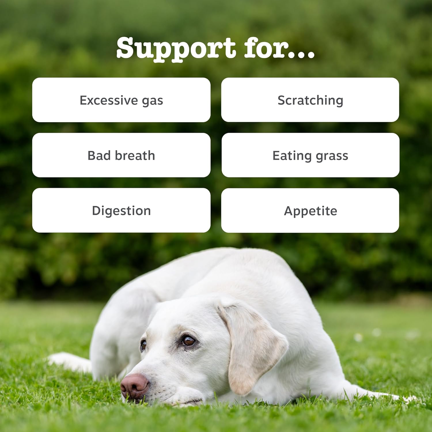 Zesty Paws Probiotic Chews for Dogs | Supports Gut Health, Stool Quality & Digestive Balance, Bad Breath | Contains Prebiotics, Probiotics & Postbiotics, Pumpkin & Linseed | Daily Use | 90 Chews
