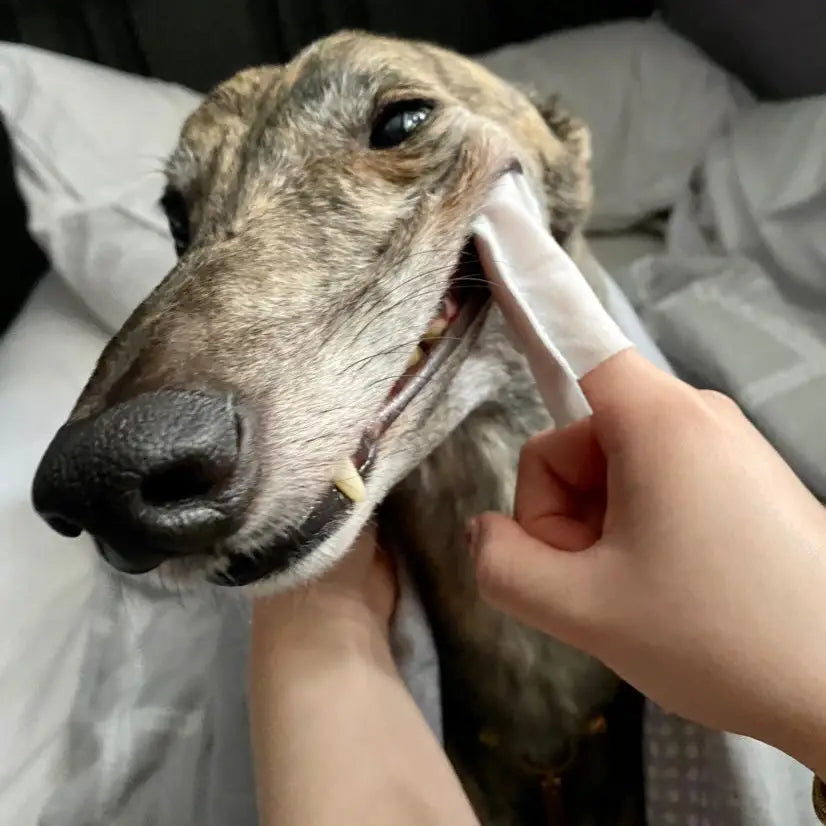 Dog Teeth Cleaning Wipes