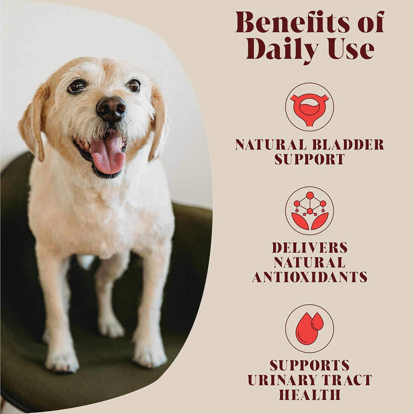 Cranberry for Dogs & Cats | Advanced Bladder & Kidney Support | Natural Powder Ingredient Based UTI Supplement | Tablet Alternative | 40 Daily Servings | Hackney Dog House