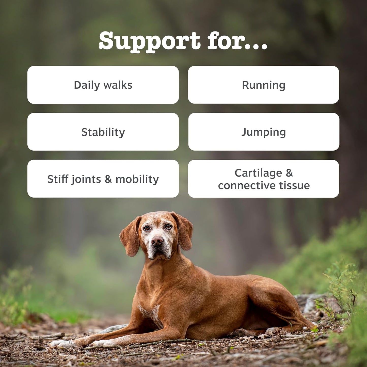 Zesty Paws Hip & Joint Chews for Dogs | Supports Joint Flexibility, Mobility, Healthy Cartilage & Helps Soothe Stiff Joints | With Glucosamine, Chondroitin, Green-Lipped Mussel | Daily Use | 90 Chews