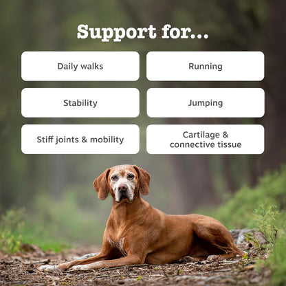 Zesty Paws Hip & Joint Chews for Dogs | Supports Joint Flexibility, Mobility, Healthy Cartilage & Helps Soothe Stiff Joints | With Glucosamine, Chondroitin, Green-Lipped Mussel | Daily Use | 90 Chews