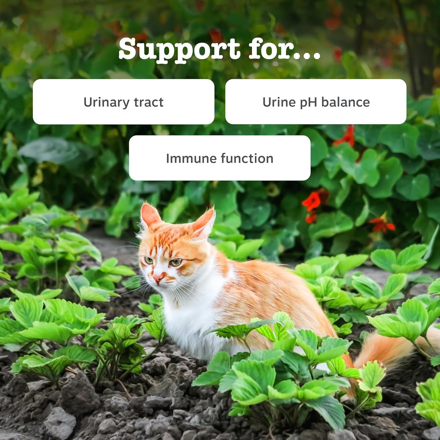 Zesty Paws Urinary & Renal Paste for Cats | Supports Urinary Tract & Kidney Function, Balance Urine pH Levels | Contains Cranberry Powder, D-Mannose, Vitamins B1, B6 & C| Real Fish Flavour | 75g