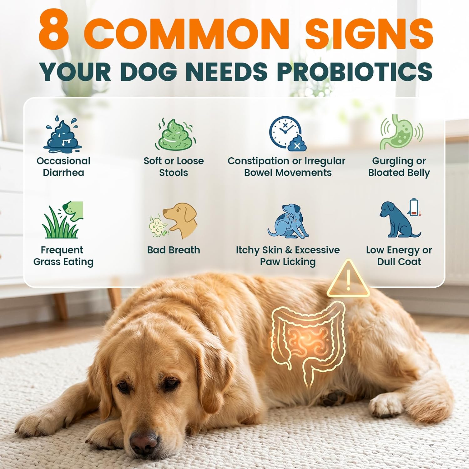 Carmelie Probiotics for Dogs, 200 Soft Chews Digestive Probiotics & Enzymes for Gut Health with Pumpkin, Fibre for Dogs Anti Diarrhea, Upset Stomach, Gas Relief, Itchy Skin & Immune Support (Chicken)