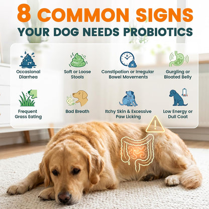 Carmelie Probiotics for Dogs, 200 Soft Chews Digestive Probiotics & Enzymes for Gut Health with Pumpkin, Fibre for Dogs Anti Diarrhea, Upset Stomach, Gas Relief, Itchy Skin & Immune Support (Chicken)