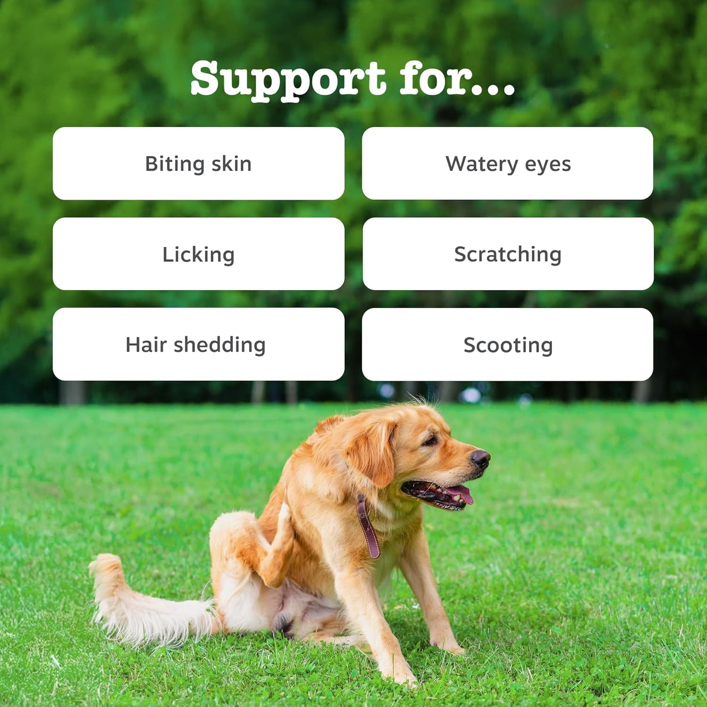 Zesty Paws Aller-Immune Chews for Dogs | Supports Immune Function, Helps Gut, Skin & Coat Health, For Itchy, Dry Skin | Contains Salmon Oil, Prebiotics, Probiotics, Vitamin A | Daily Use | 90 Chews