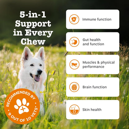 Zesty Paws 5in1 Multivitamins for Dogs | Supports Skin & Gut Health, Brain Function, Immune System, Physical Performance | With Vitamin A, B & C, Folic Acid, Biotin, L-Carnitine | Daily Use | 90 Chews