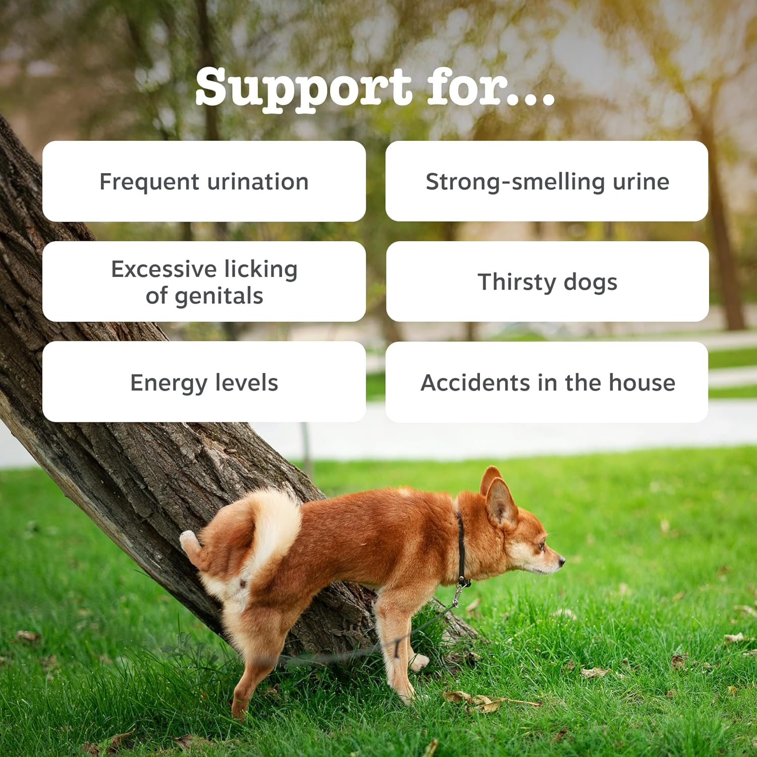 Zesty Paws Urinary Care Chews for Dogs | Supports Urinary Tract & Immune Function, Maintain pH Balance, Helps Incontinence | Contains Cranberry Powder, D-Mannose, Vitamins C| Turkey Flavour | 90 Chews