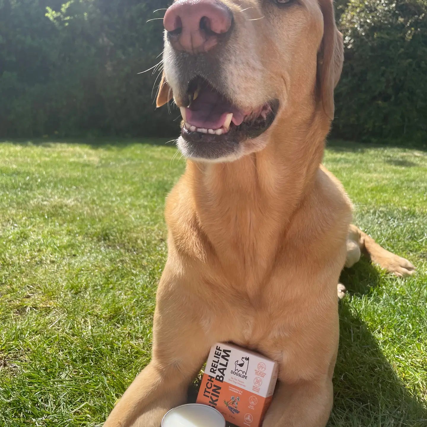 Itch Relief Balm For Dogs