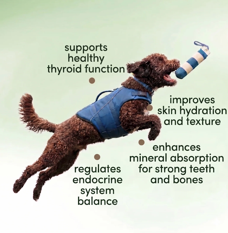 Seaweed Kelp Powder for Dogs & Cats