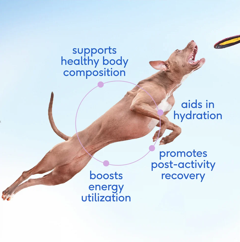 Premium Goat Milk Powder