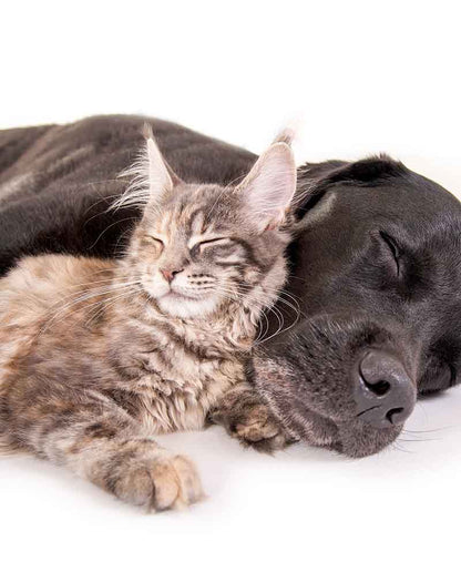 Senior Care 7+ for Dogs and Cats – 30 & 90 sprinkle capsules