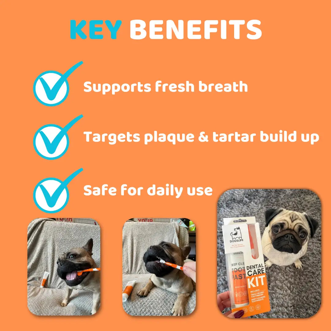 Dog Toothpaste and Toothbrush Set