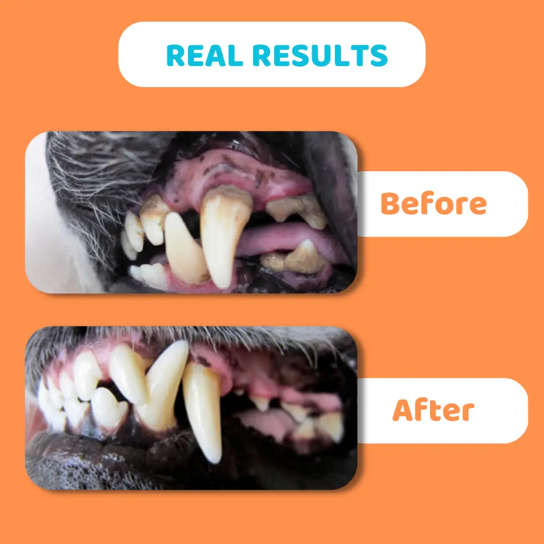 Toothpaste For Dogs
