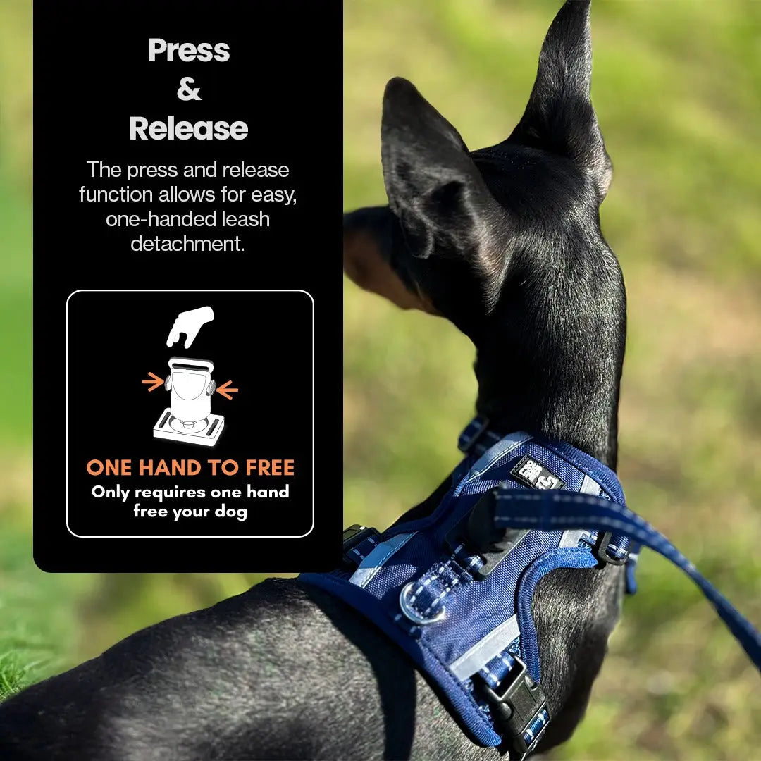 Easy Lock Magnetic Harness & Lead Set