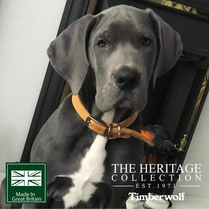 Timberwolf Leather Collar Mustard