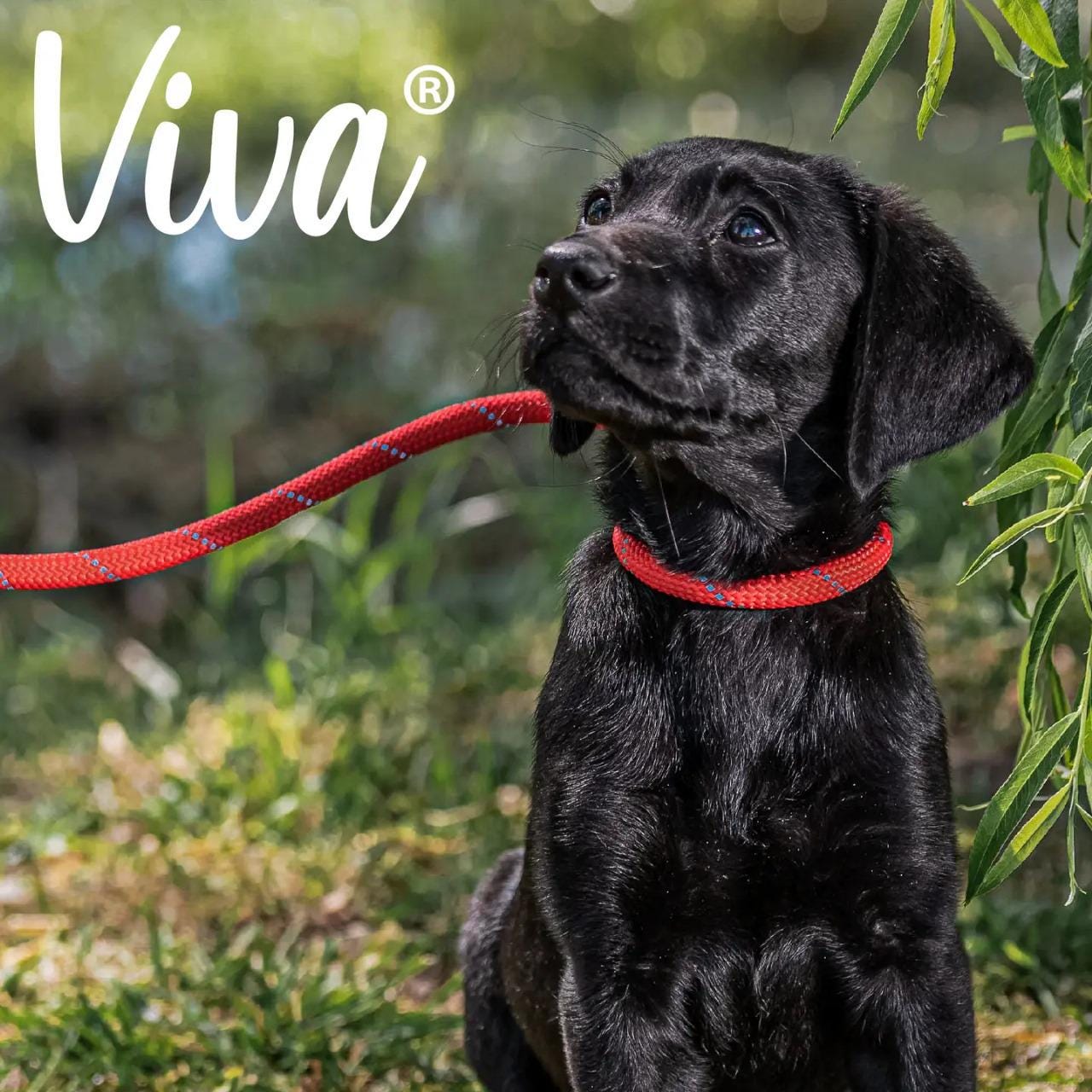 Viva Rope Slip Lead 120cm x 1cm - various colors