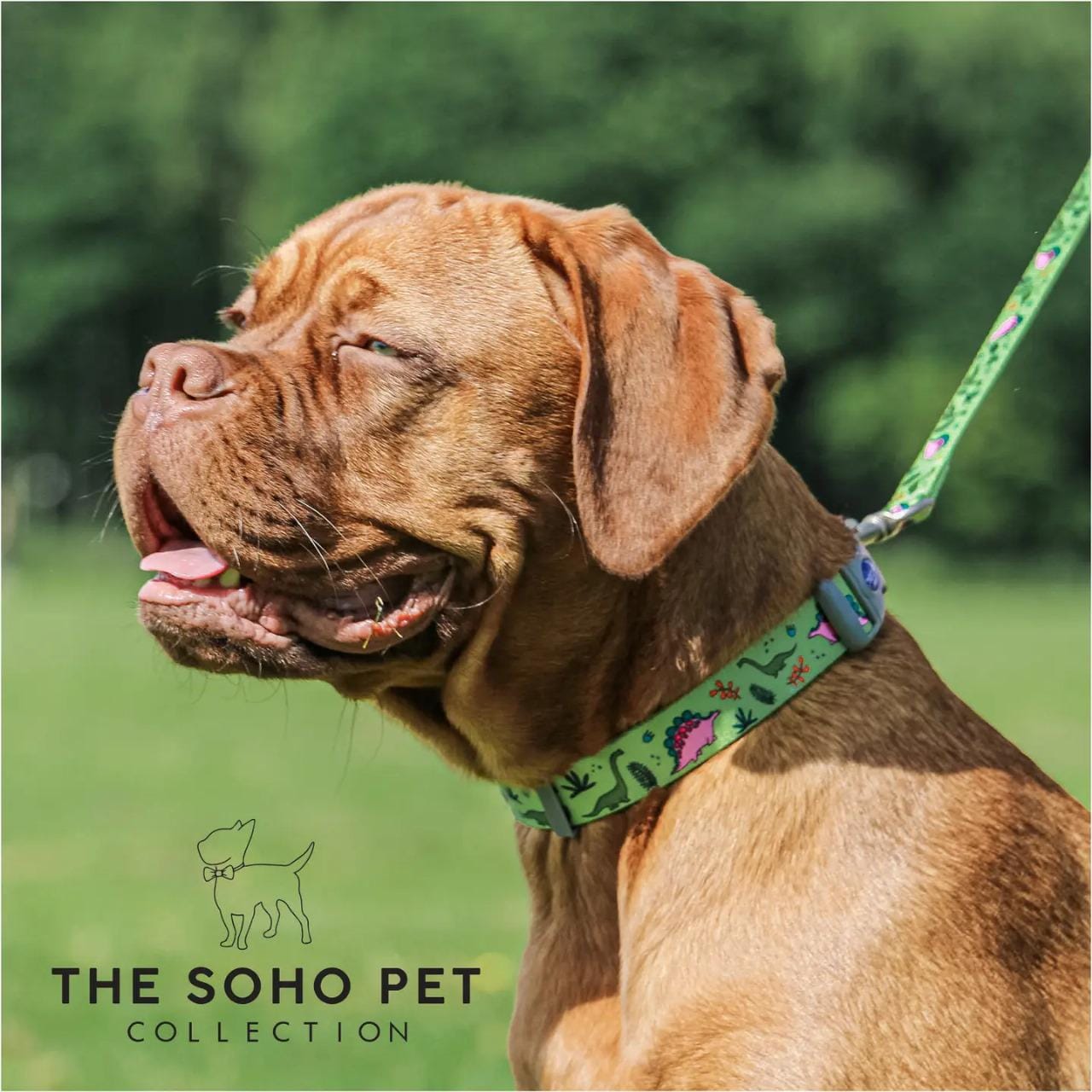 Soho Pet Collection Dinosaur Patterned Collar 45-70cm