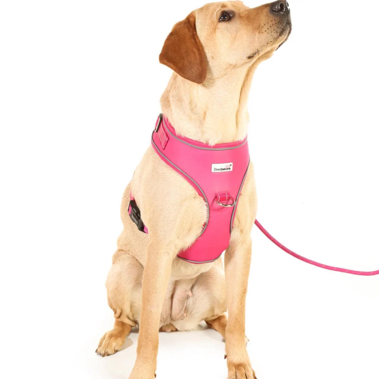 Adjustable Airmesh Dog Harness