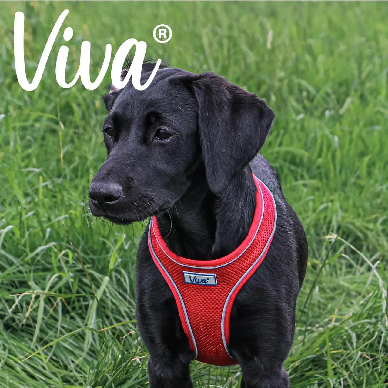 Viva Comfort Harness Red